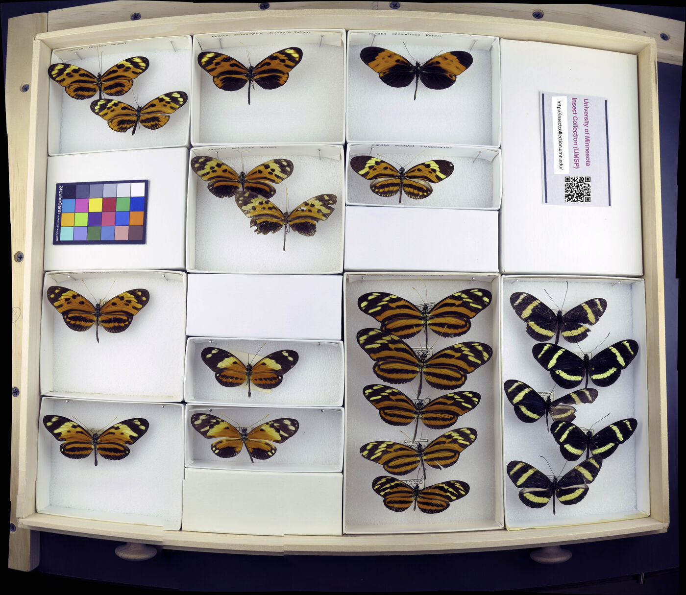 Heliconius numatus idalion image