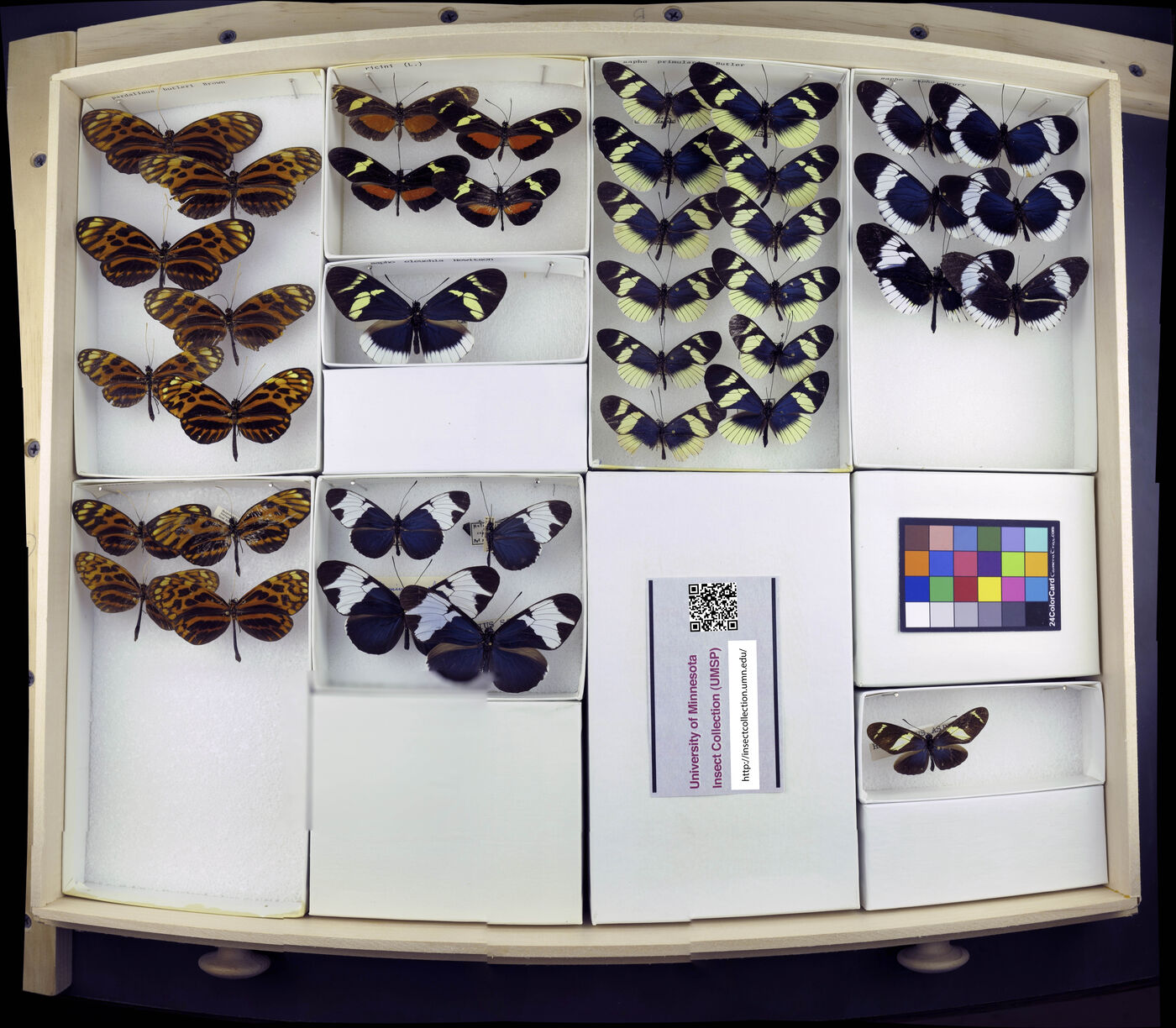 Heliconius pardalinus image