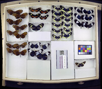 Media resource of Heliconius pardalinus