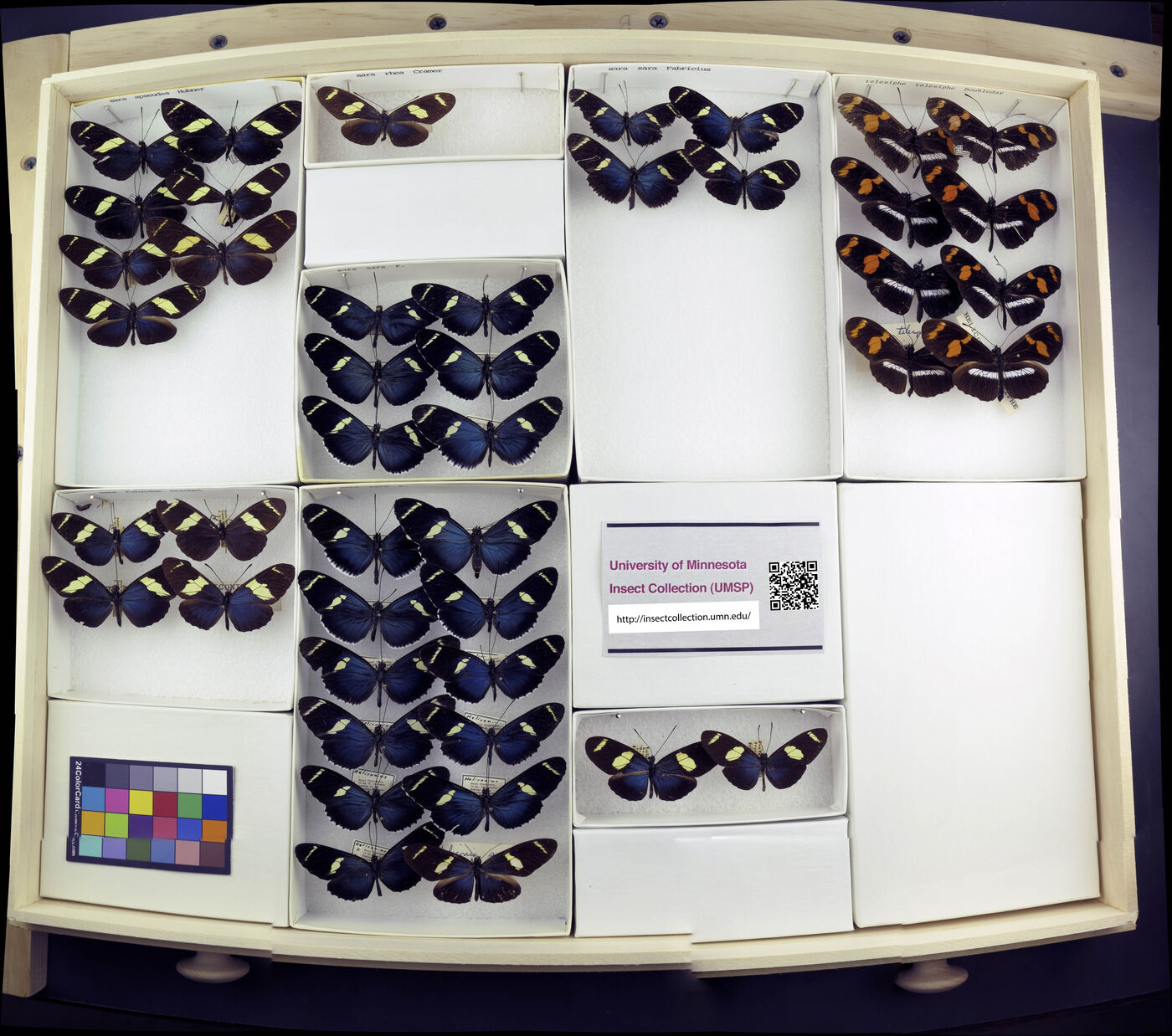 Heliconius sara apseudes image