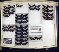 Media resource of Heliconius sara