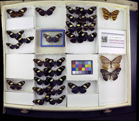 Media resource of Heliconius timareta