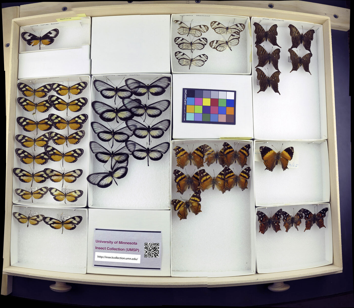 Hyalyris oulita image