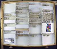 Media resource of Sparnia pracellens