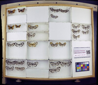 Media resource of Hypoleria cajona