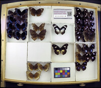 Media resource of Hypolimnas alimena