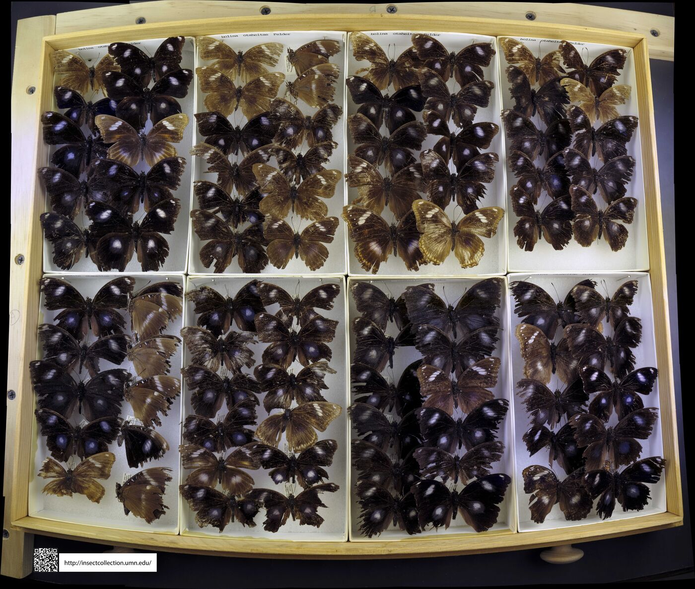 Hypolimnas bolina otaheitae image