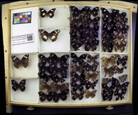 Hypolimnas bolina otaheitae image