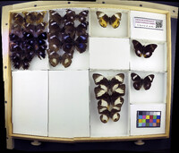 Media resource of Hypolimnas bolina