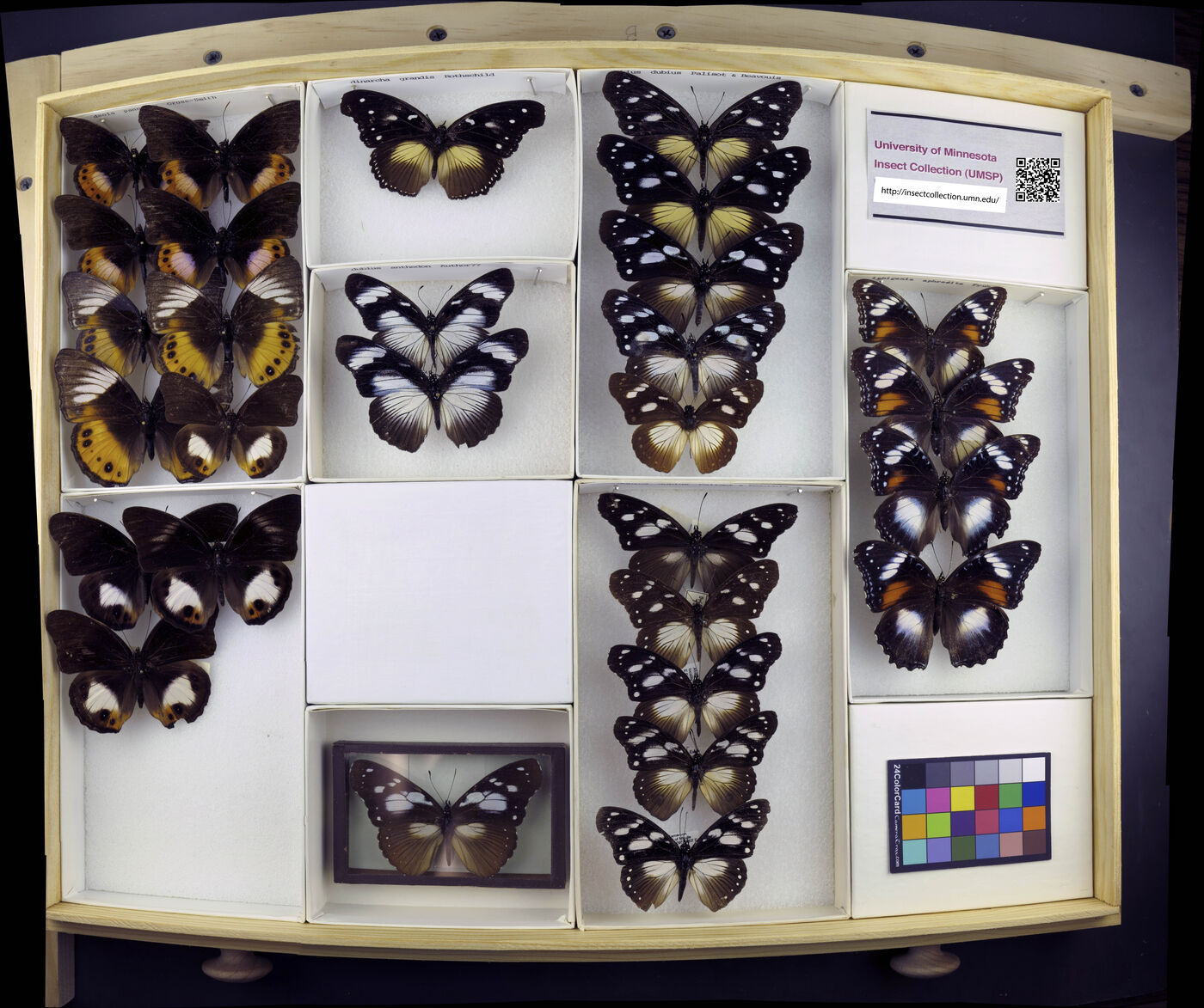 Hypolimnas dinarcha image