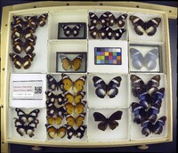 Media resource of Hypolimnas misippus