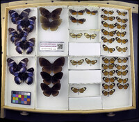 Media resource of Hypolimnas pithoeka