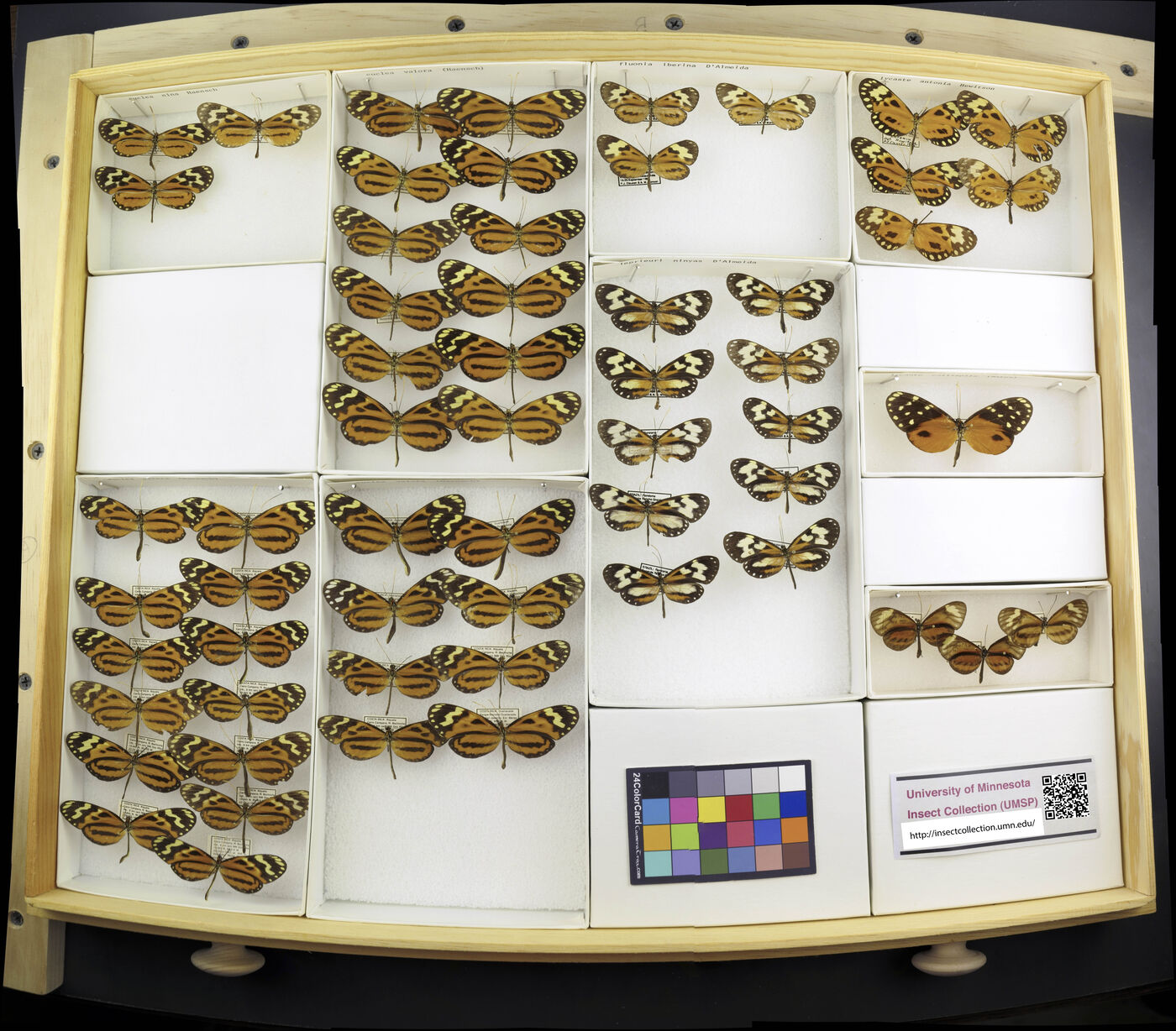 Hypothyris euclea valora image