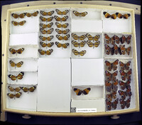 Media resource of Hypothyris semifulva