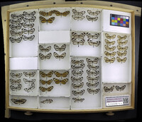 Media resource of Ithomia diasia