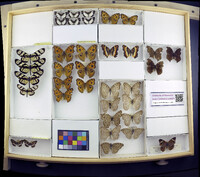 Media resource of Junonia almana