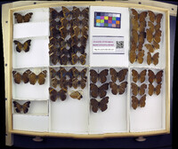 Media resource of Junonia erigone