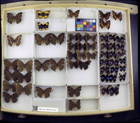 Media resource of Junonia hedonia