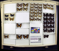 Media resource of Junonia orithya