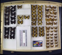 Media resource of Junonia stygia