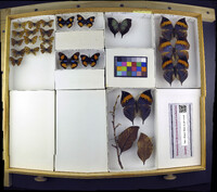 Media resource of Junonia villida