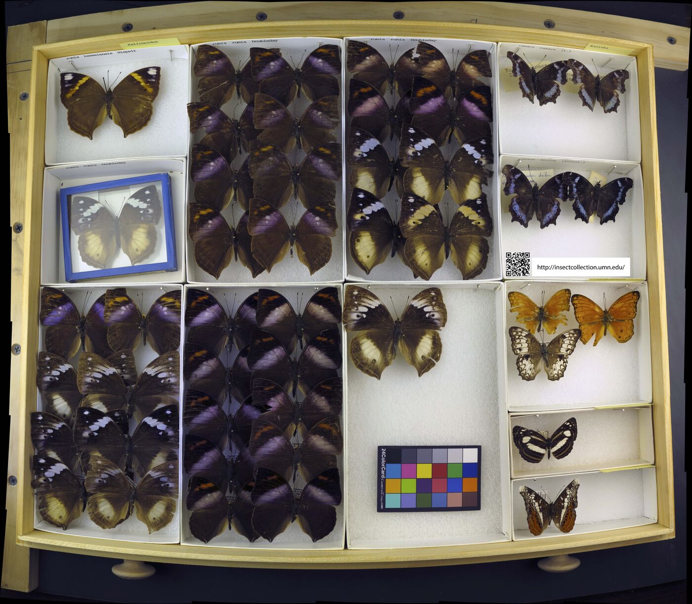 Kallimoides rumia image