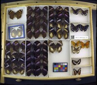 Media resource of Kallimoides rumia