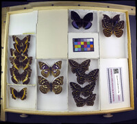 Media resource of Lexias pardalis