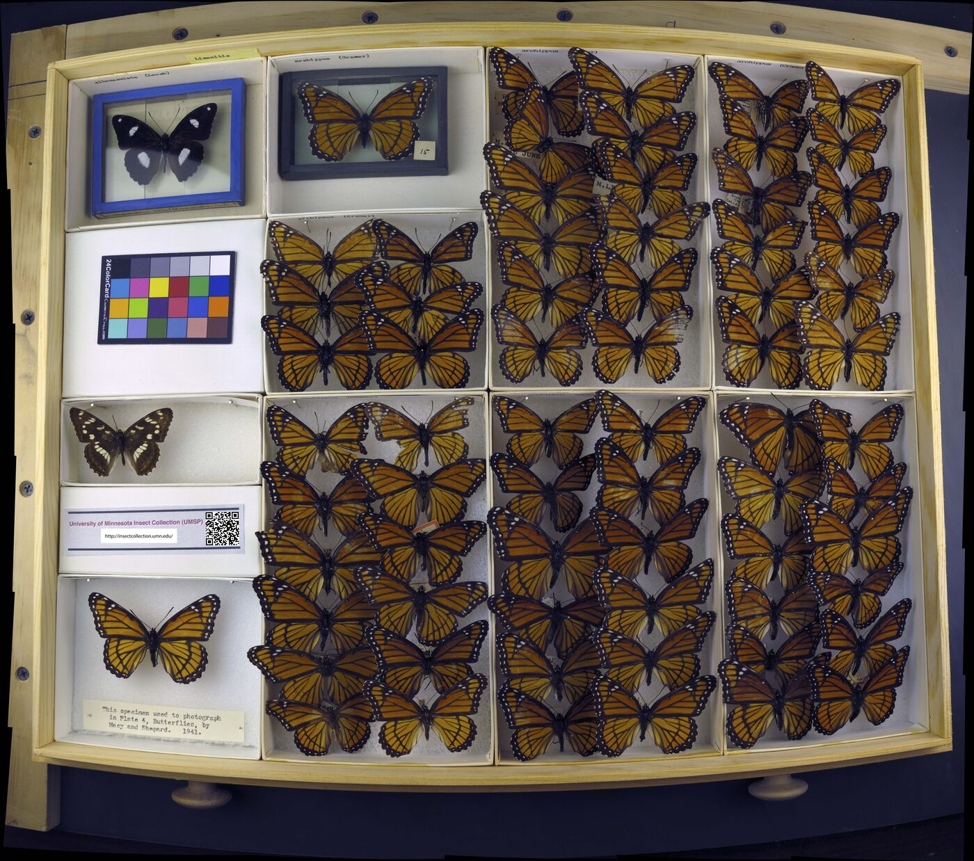 Limenitis albomaculata image