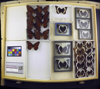 Media resource of Limenitis arthemis