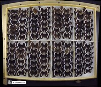 Limenitis arthemis image