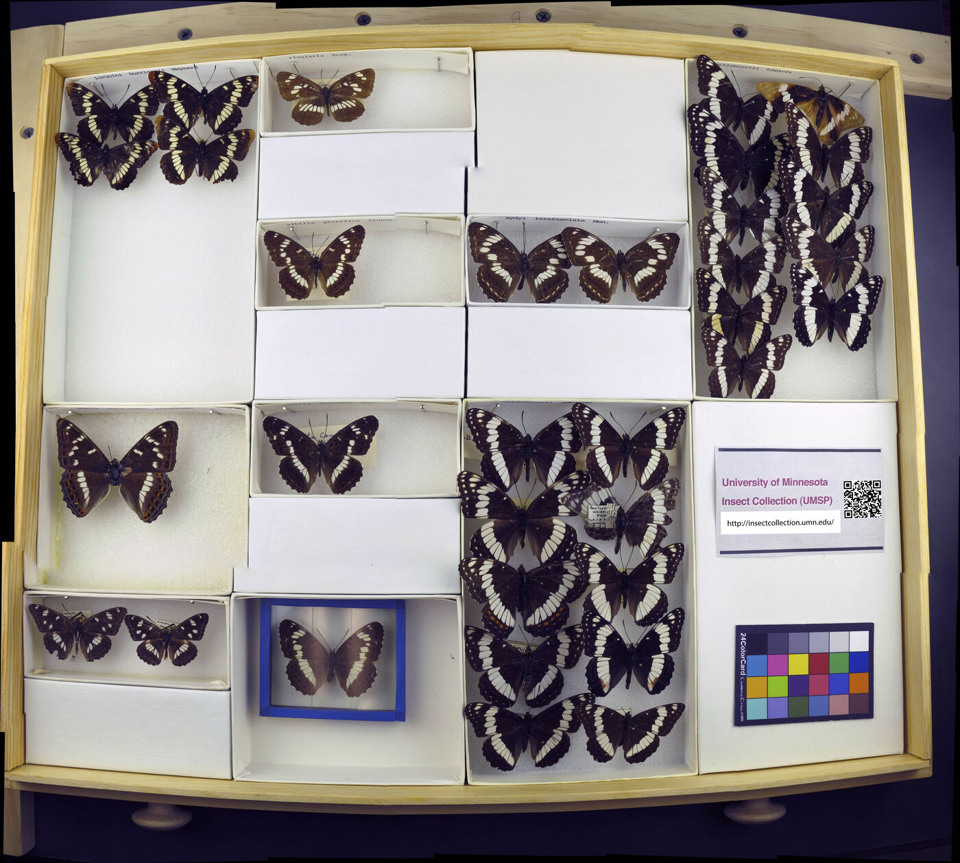 Limenitis sydyi image