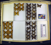 Media resource of Marpesia chiron