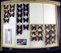 Media resource of Marpesia iole