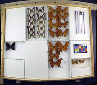 Media resource of Marpesia petreus