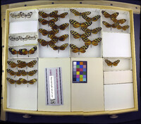 Media resource of Mcclungia salonina