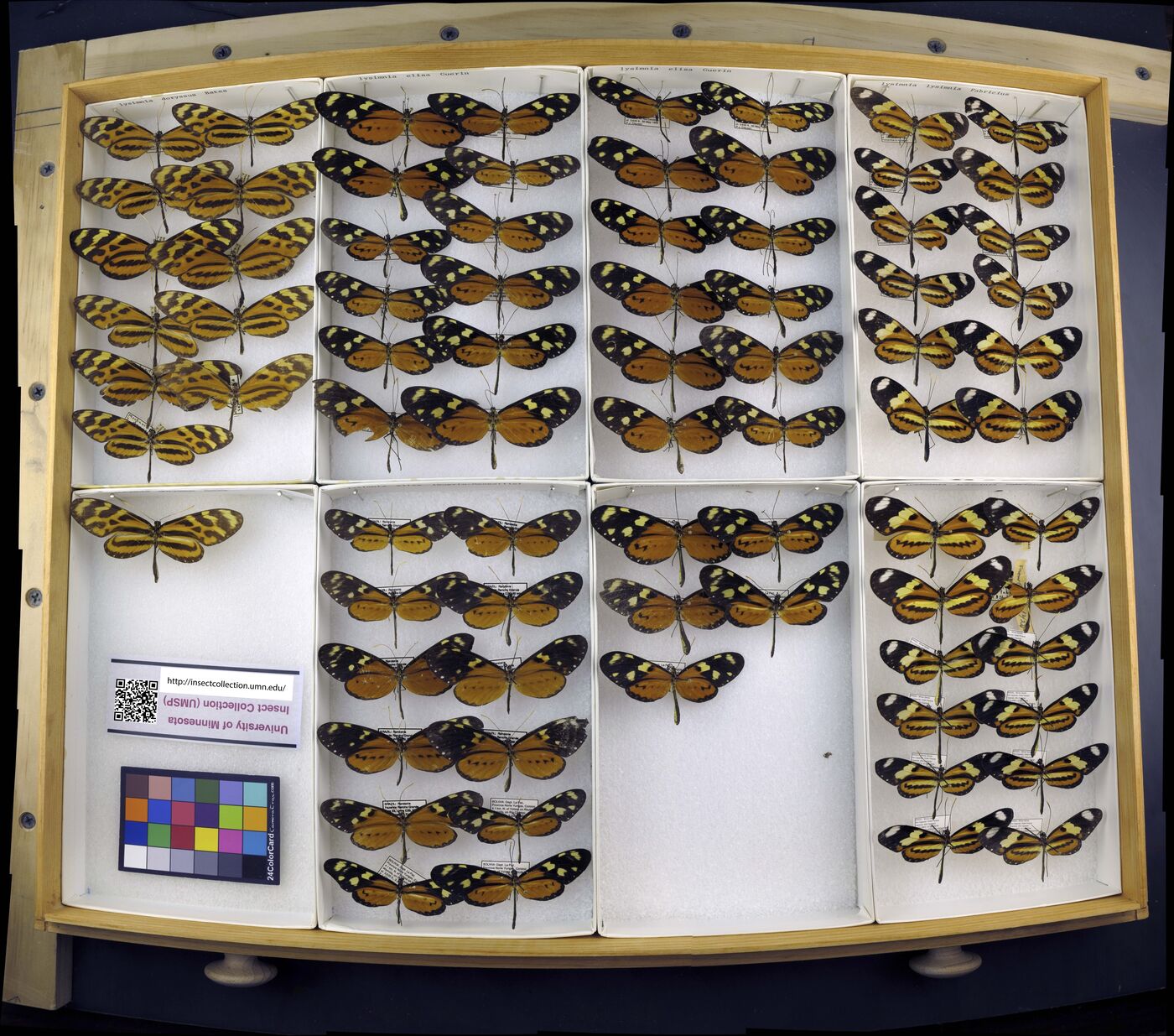Mechanitis lysimnia image