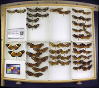 Media resource of Mechanitis menapis