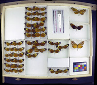 Media resource of Melinaea ethra