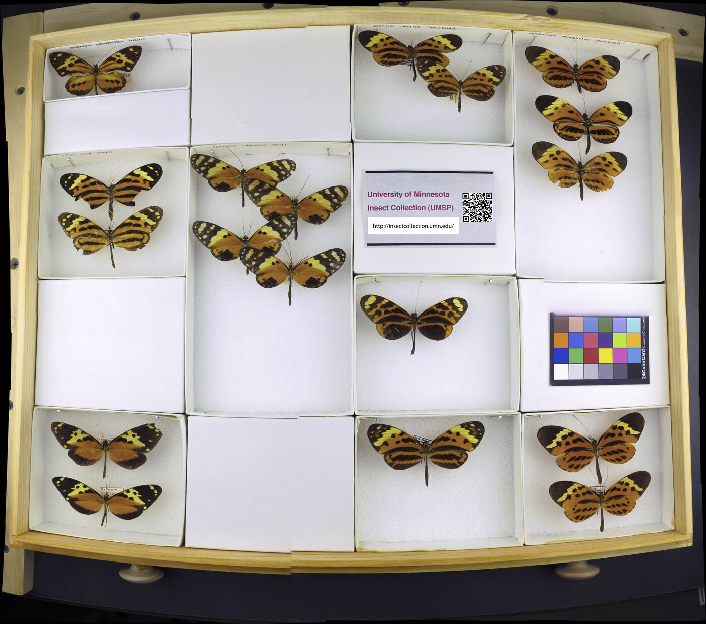 Melinaea maenius image