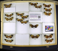 Media resource of Melinaea maenius