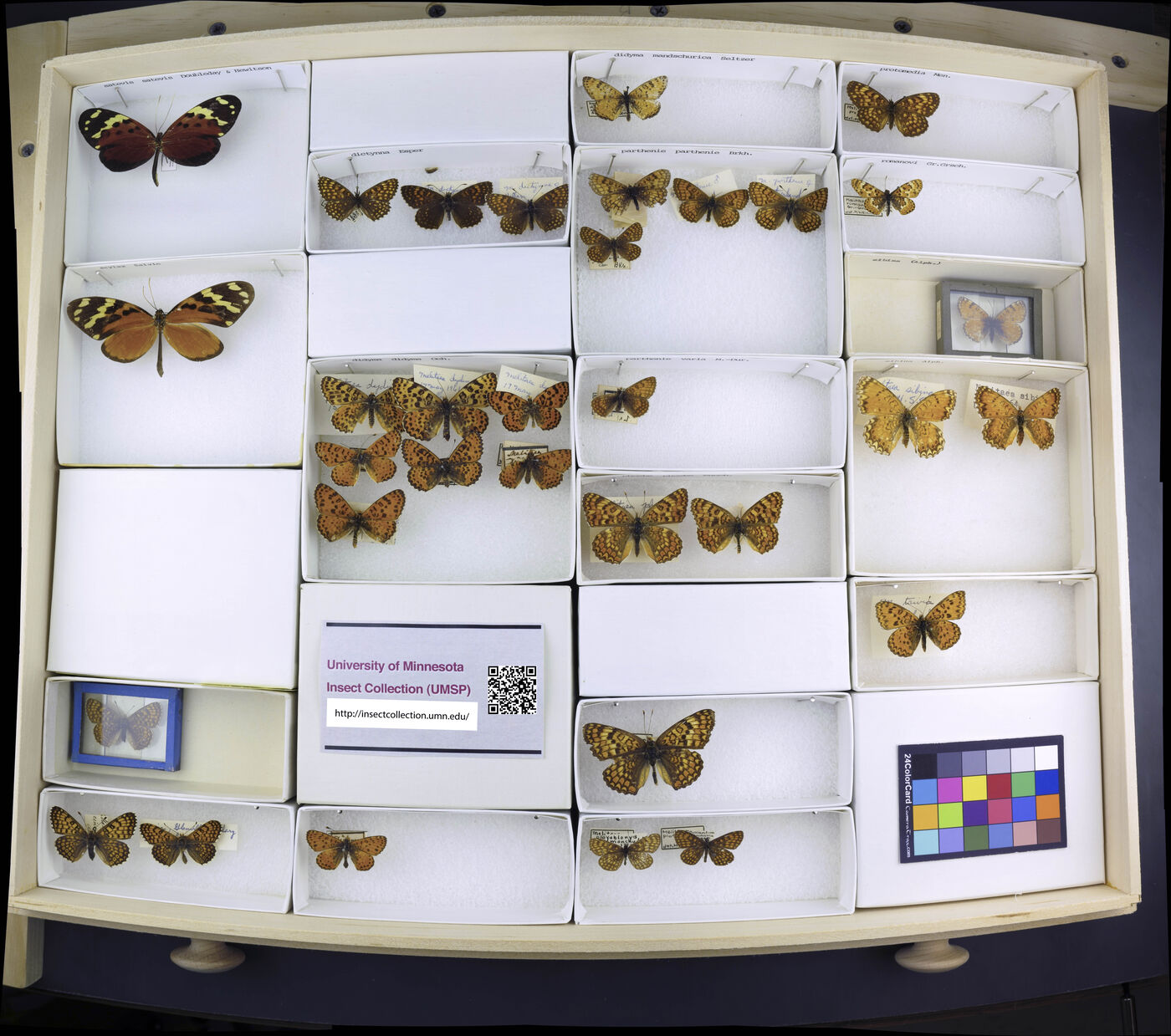 Melinaea satevis image