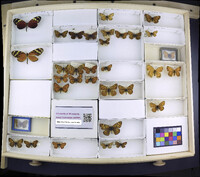 Media resource of Melinaea satevis