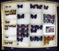 Media resource of Anaea glauce