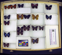 Media resource of Memphis morvus