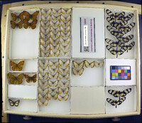 Media resource of Mestra amymone