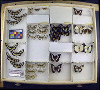 Media resource of Mynes geoffroyi