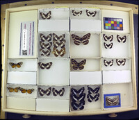 Media resource of Neptidopsis fulgurata