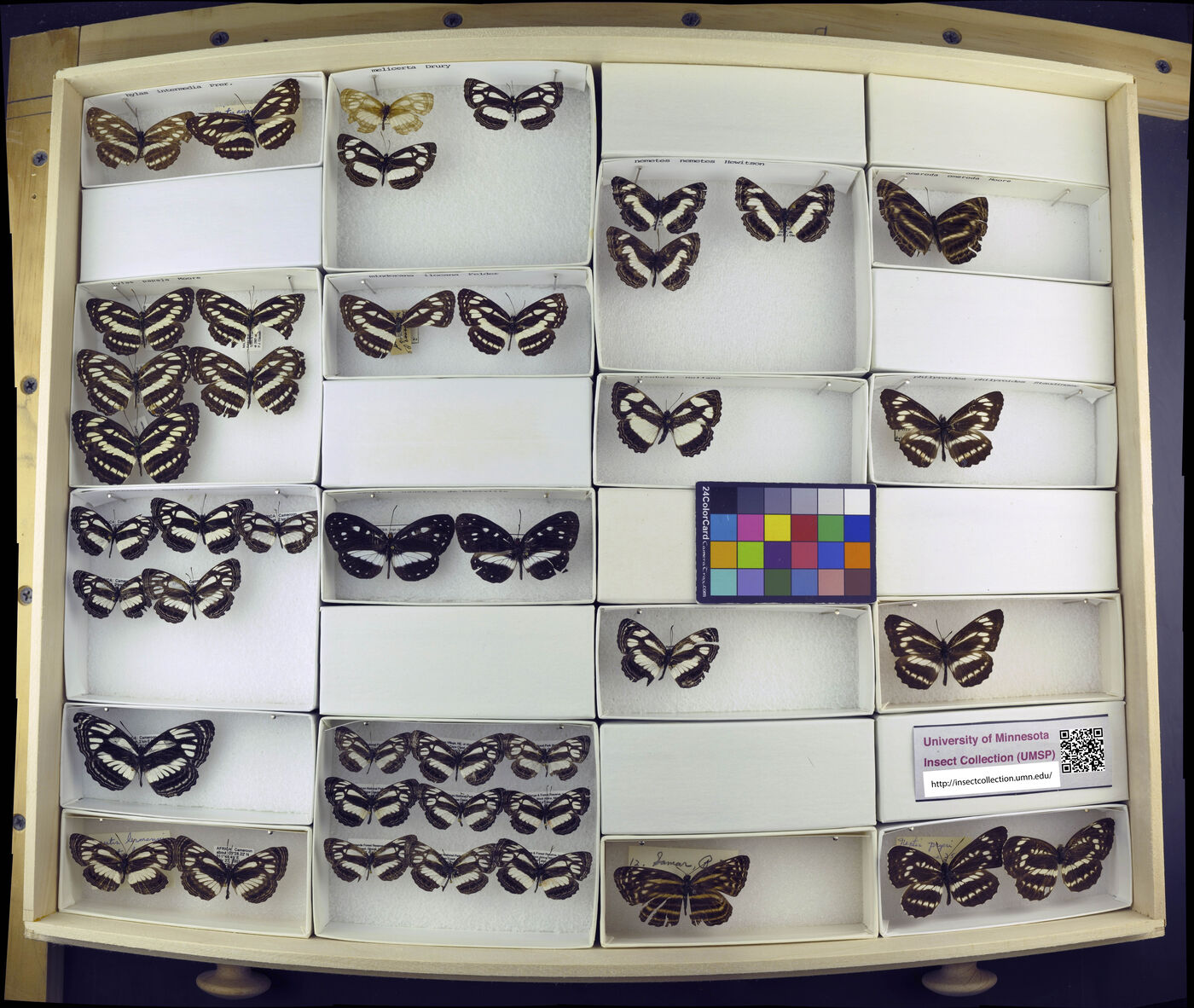 Neptis melicerta image