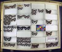 Media resource of Neptis melicerta